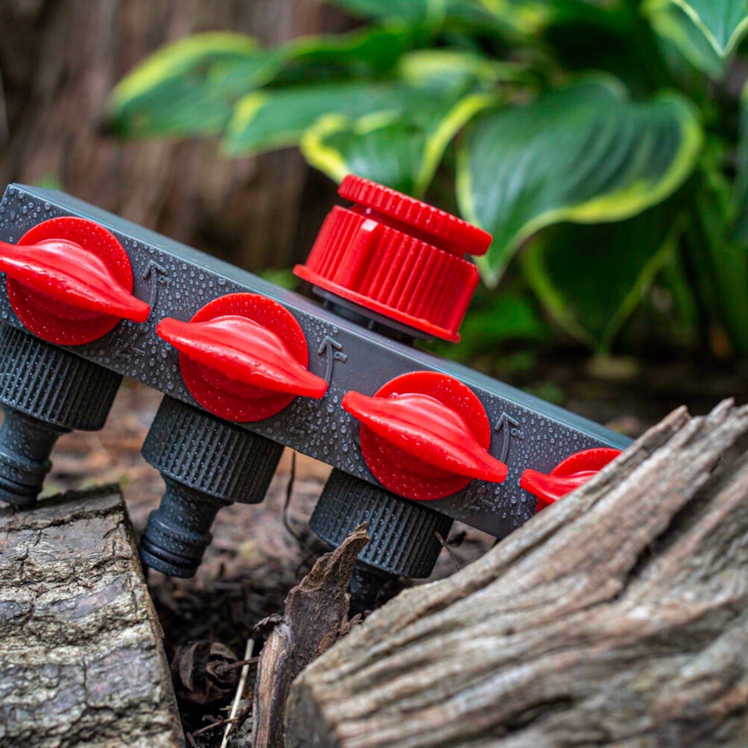 Vesihanan jakotukki, 4-haarainen